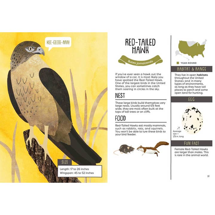 Kid’s Guide To Backyard Birds - HoneyBug 