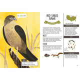 Kid’s Guide To Backyard Birds - HoneyBug 