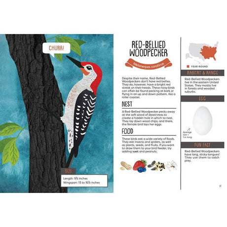 Kid’s Guide To Backyard Birds - HoneyBug 