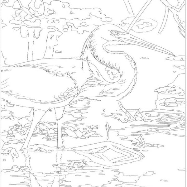 Coloring Book - National Parks - HoneyBug 