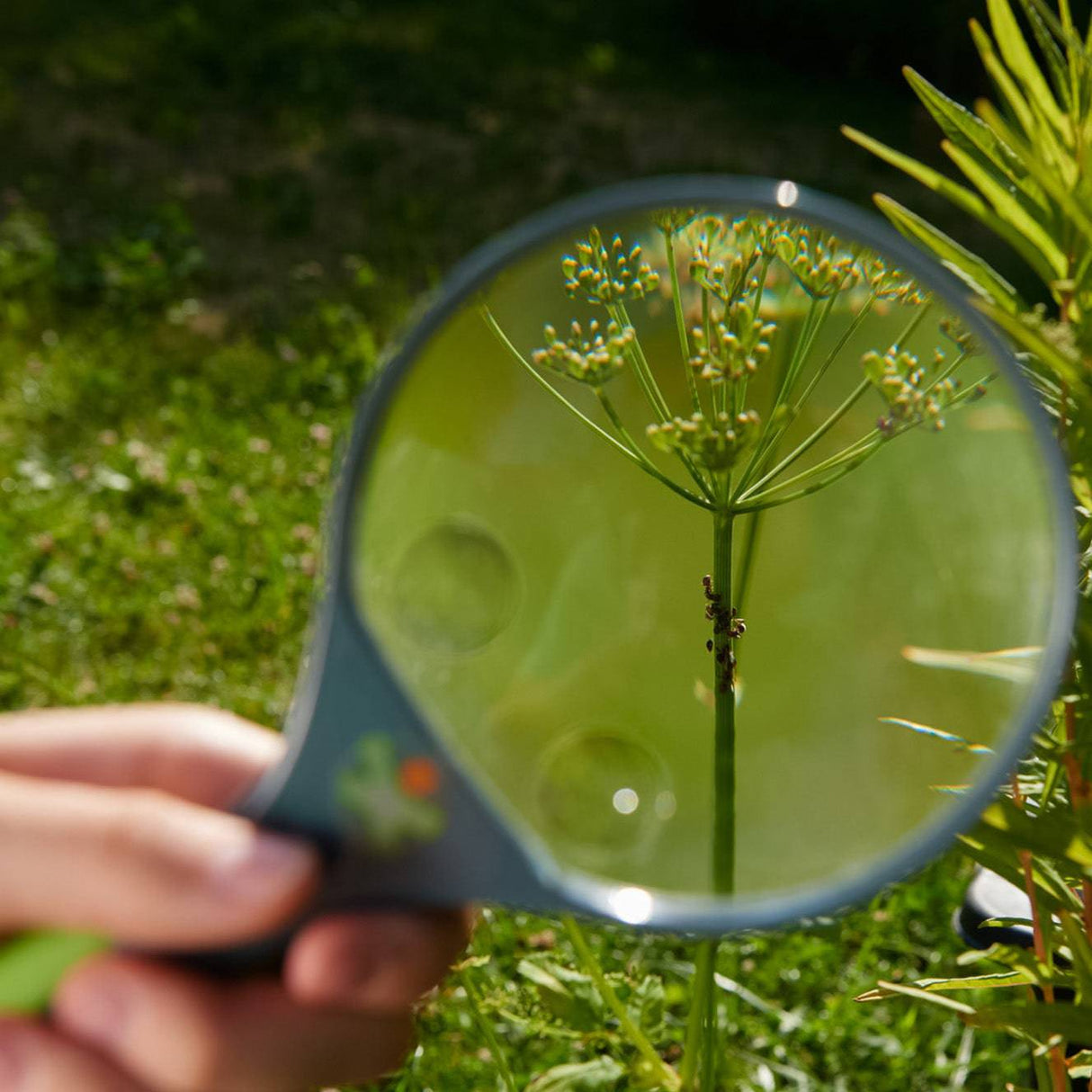 Terra Kids Magnifier - HoneyBug 